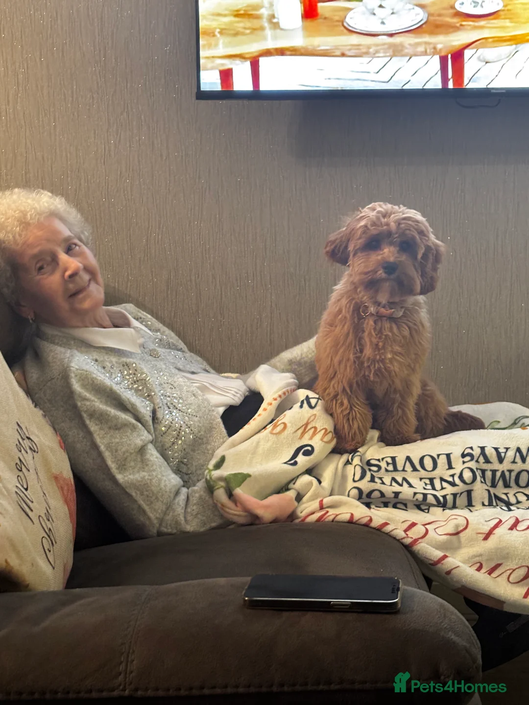 Cavapoo dogs for sale: River toy cavapoo - Advert 20