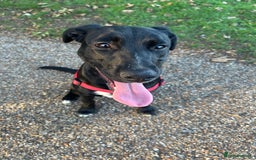 Mixed Breed dogs for sale: 8 month old female puppy - Image 3