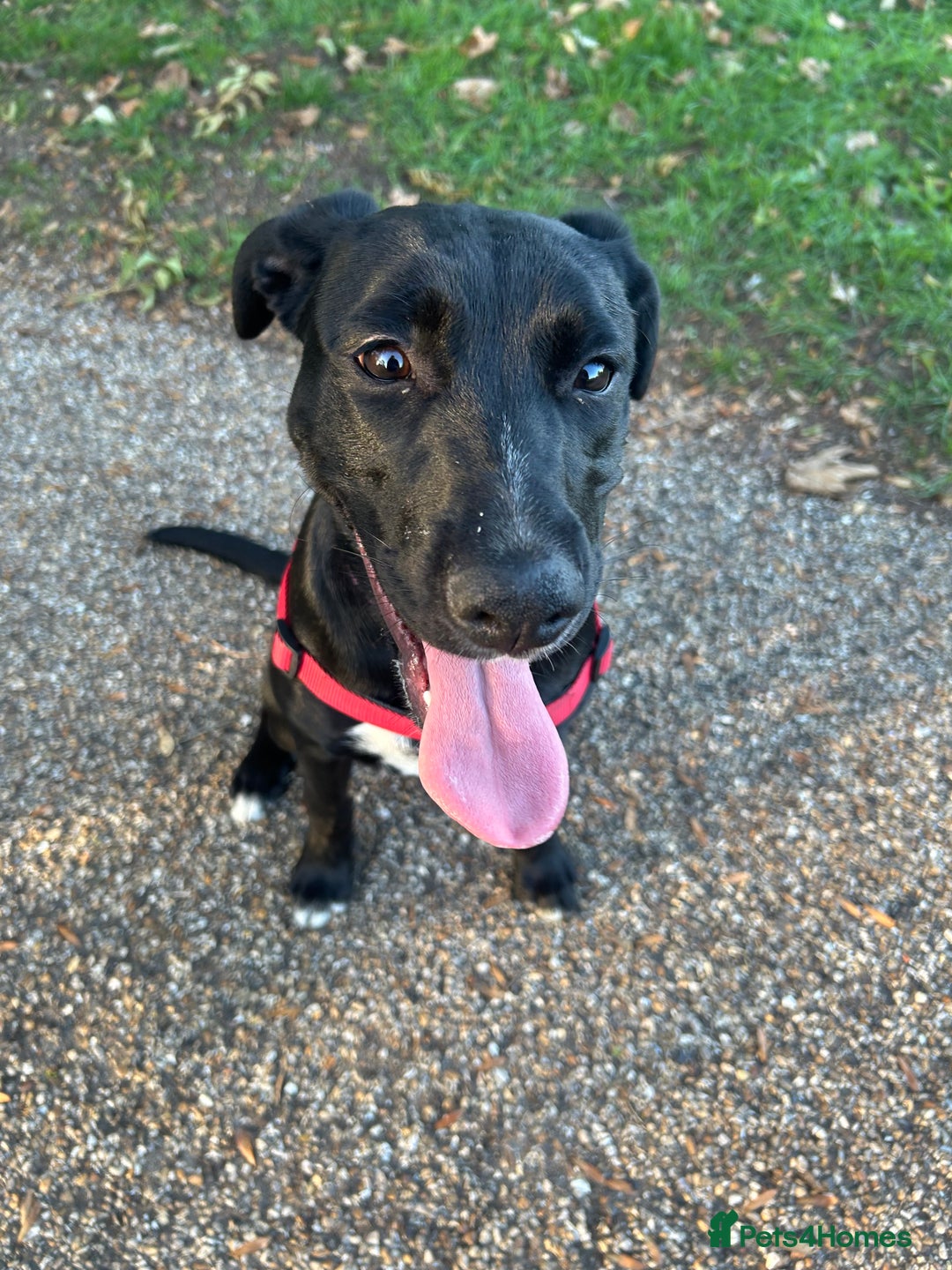 Mixed Breed dogs for sale: 8 month old female puppy - Image 3