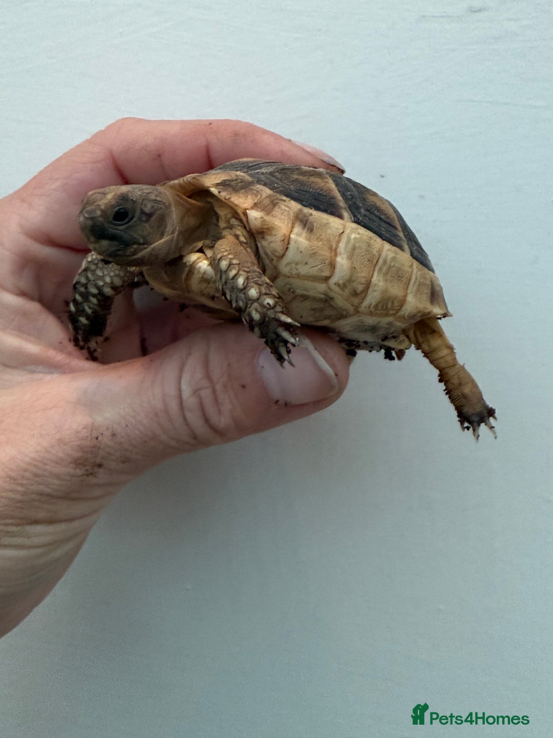 Tortoise reptiles for sale: Baby marginated tortoises for sale. Setups also av - Advert 5