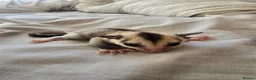 Sugar Glider rodents for sale: Sugar glider boy and girl for sale not ready yet in Great Yarmouth - Advert 3