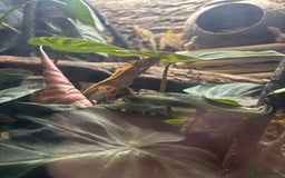 Gecko reptiles for sale: creamsicle lily white crested gecko  - Advert 2