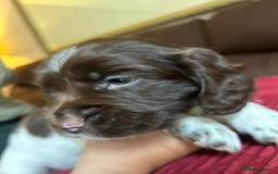 English Springer Spaniel dogs for sale: Stunning English springer spaniels for Sale - Image 3