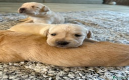Labrador Retriever dogs for sale: Stunning litter of Labrador puppies for sale!  - Image 4