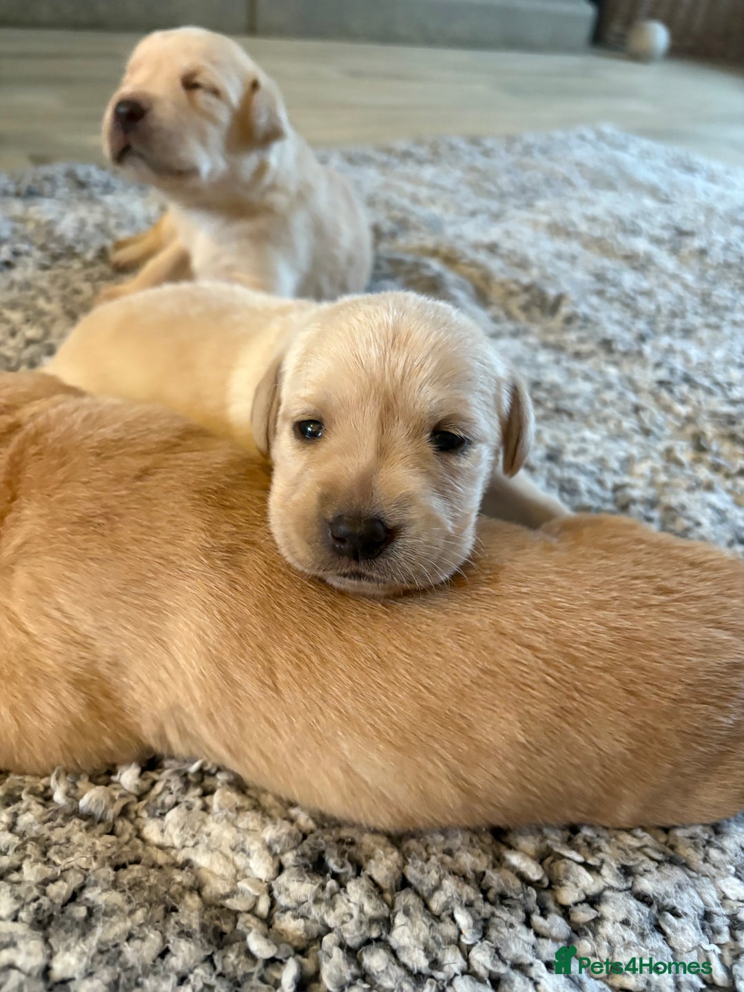 Labrador Retriever dogs for sale: Stunning litter of Labrador puppies for sale!  - Image 4