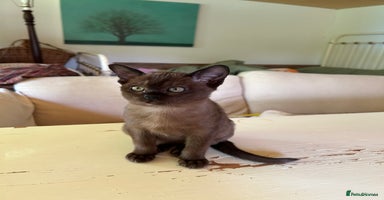 Burmese cats - Advert 7