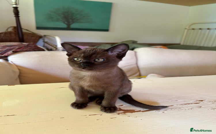 Burmese cats - Advert 1