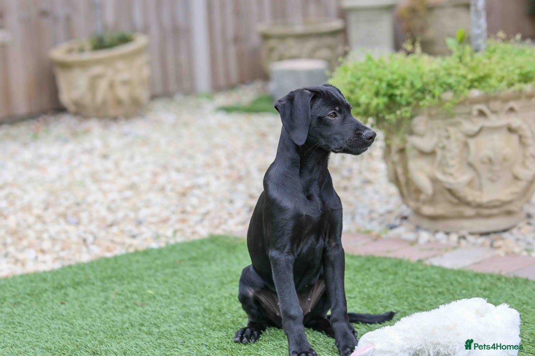 Mixed Breed dogs for adoption: Ms Bean - Image 11