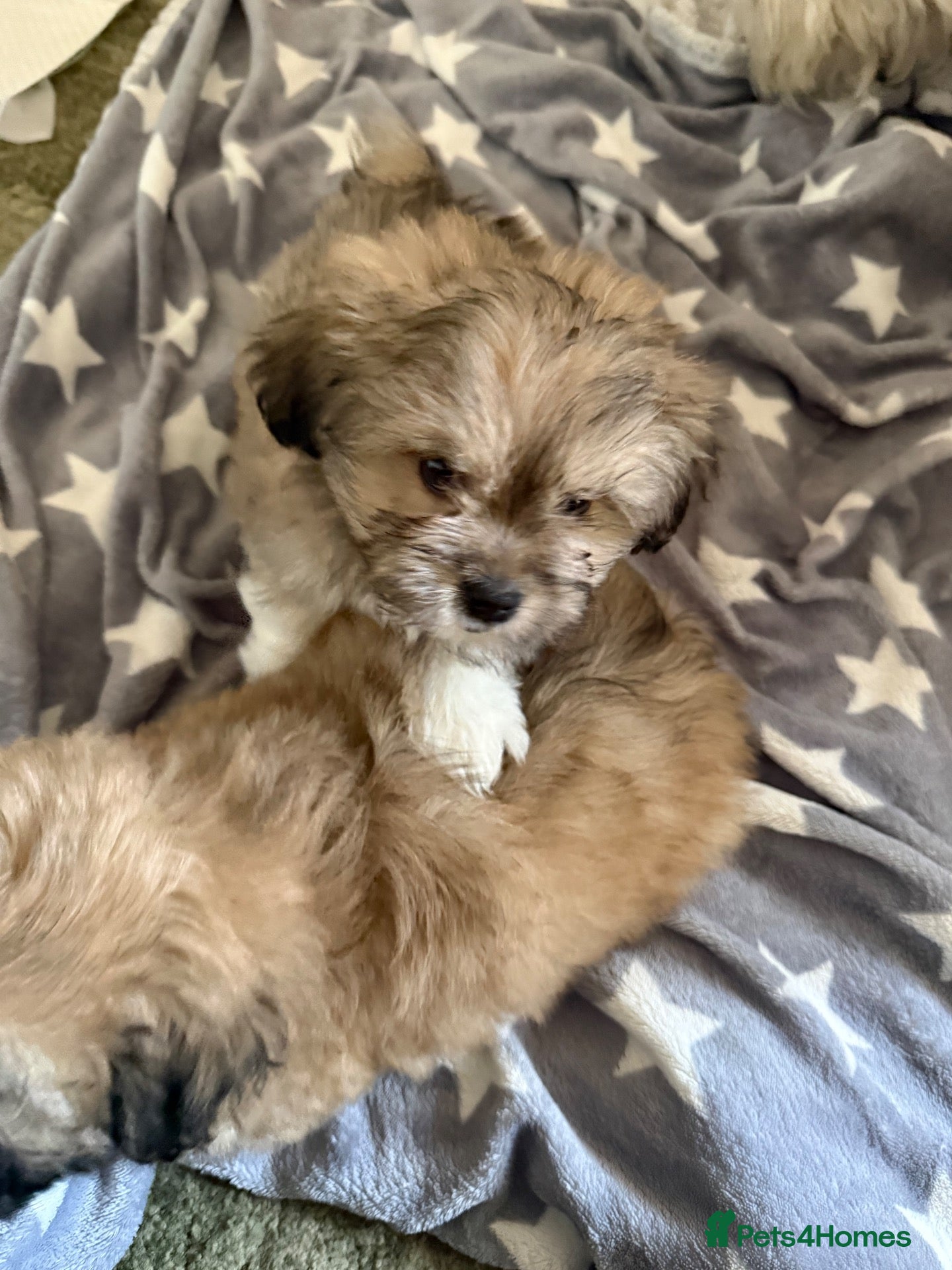Mixed Breed dogs Four beautiful Peka-tease  puppies 🐶  - Advert 4