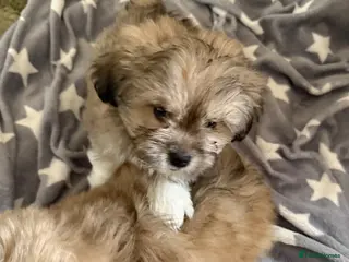 Mixed Breed dogs Four beautiful Peka-tease puppies 🐶 - Advert 4