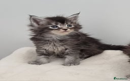 Maine Coon cats for sale: GCCF Pedigree Maine Coon Kittens for sale - Image 36