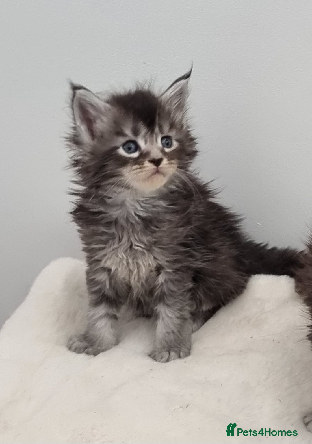 Maine Coon cats for sale: GCCF Pedigree Maine Coon Kittens for sale - Image 36