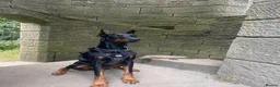 Dobermann dogs for sale: Champion Bloodline Doberman Puppies in Manchester - Advert 37