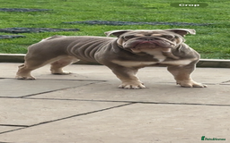 English Bulldog dogs for sale: English Bulldog for sale 👀 - Image 1