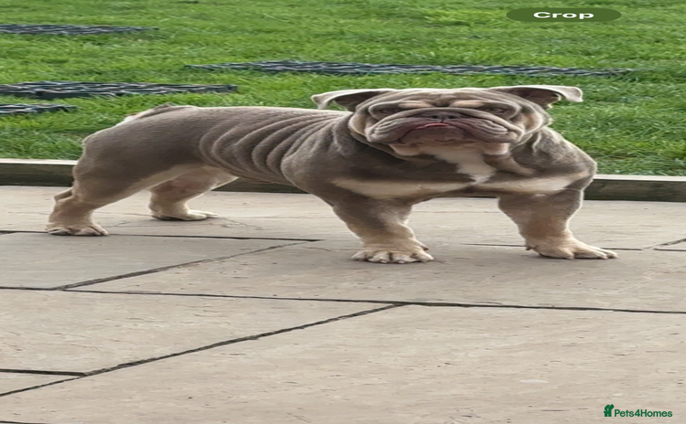 English Bulldog dogs - Advert 1