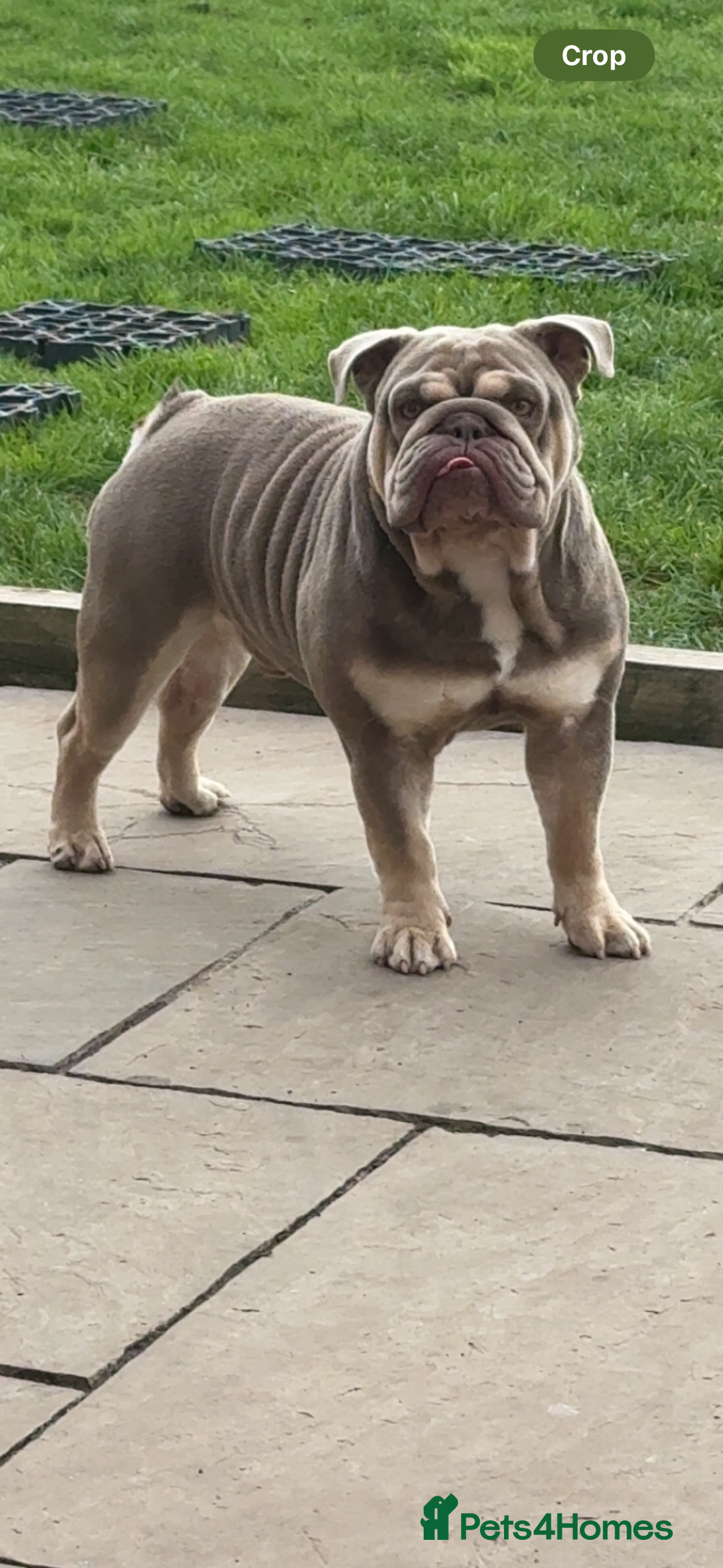 English Bulldog dogs for sale: English Bulldog for sale 👀 - Image 1