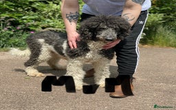 Standard Poodle dogs for sale: KC reg 4yr old parti standard poodle - Image 2