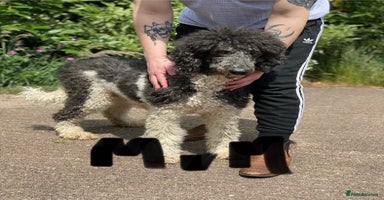 Standard Poodle dogs - Advert 15