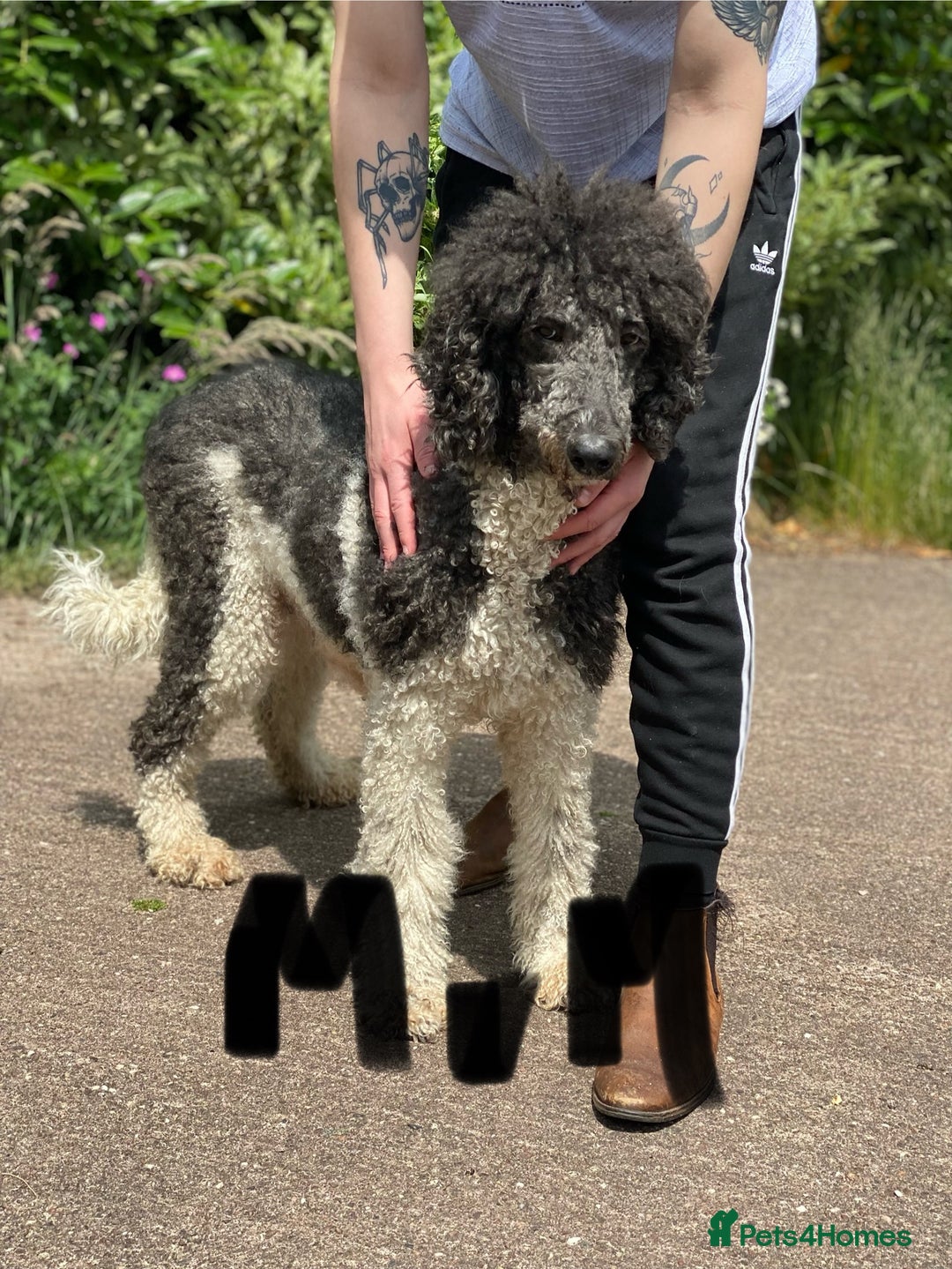 Standard Poodle dogs for sale: KC reg 4yr old parti standard poodle - Image 2