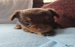 Mixed Breed dogs for sale: Beautiful Jack Russell x Chihuahua Puppies  - Image 13