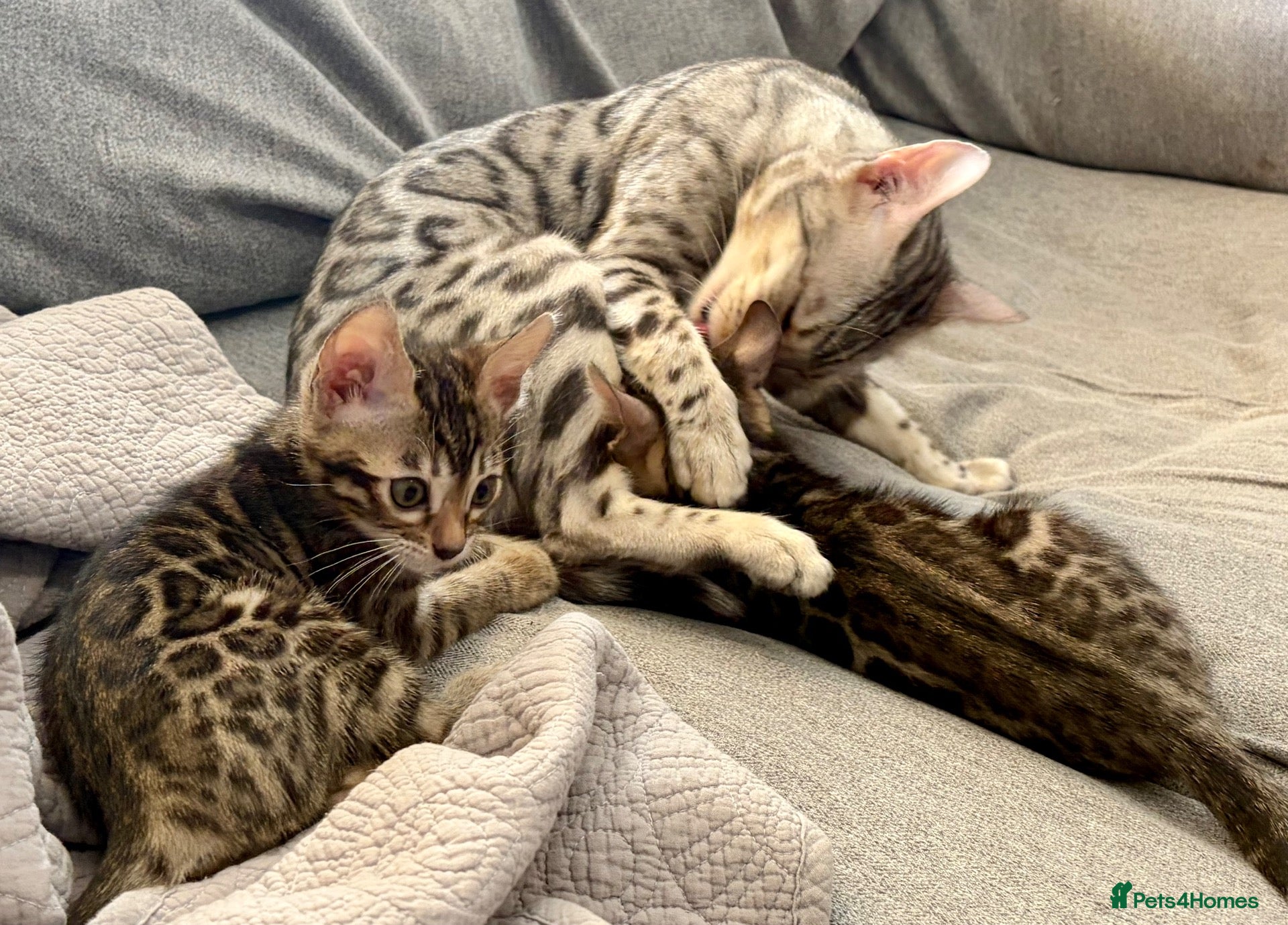Bengal cats Last 2 Bengal kittens ready to leave now - Advert 2