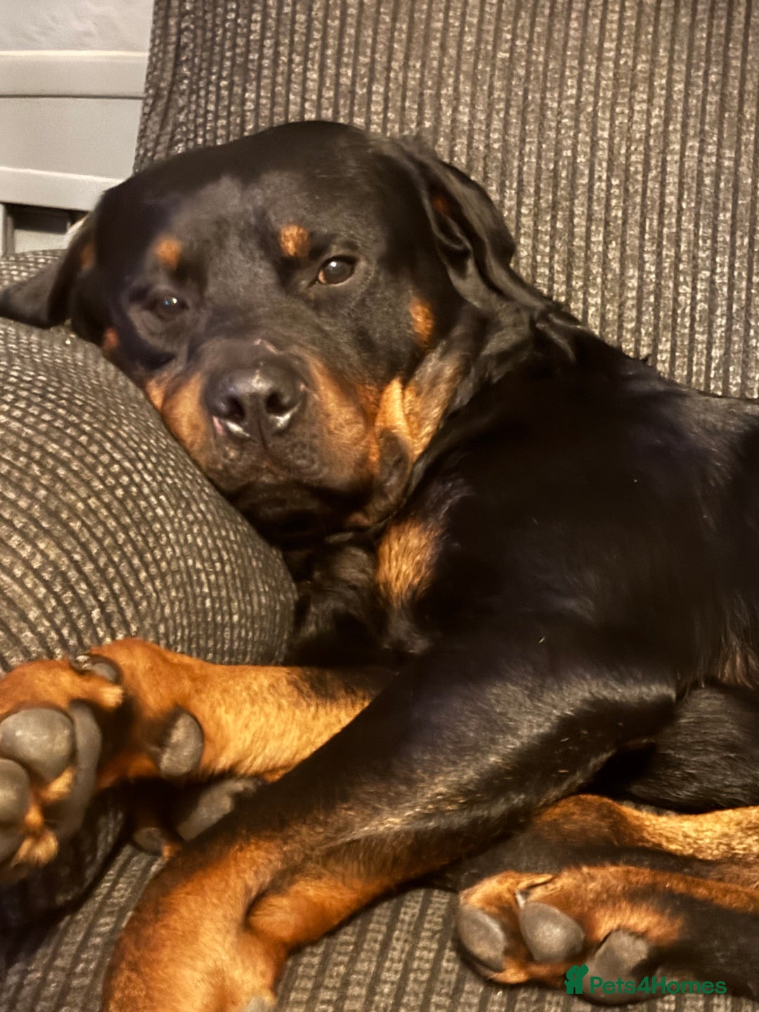 Rottweiler dogs for sale: 7 Rottweiler puppies available to loving homes - Advert 9