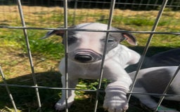 Whippet dogs for sale: Blue & White parti bitch puppy - Image 9