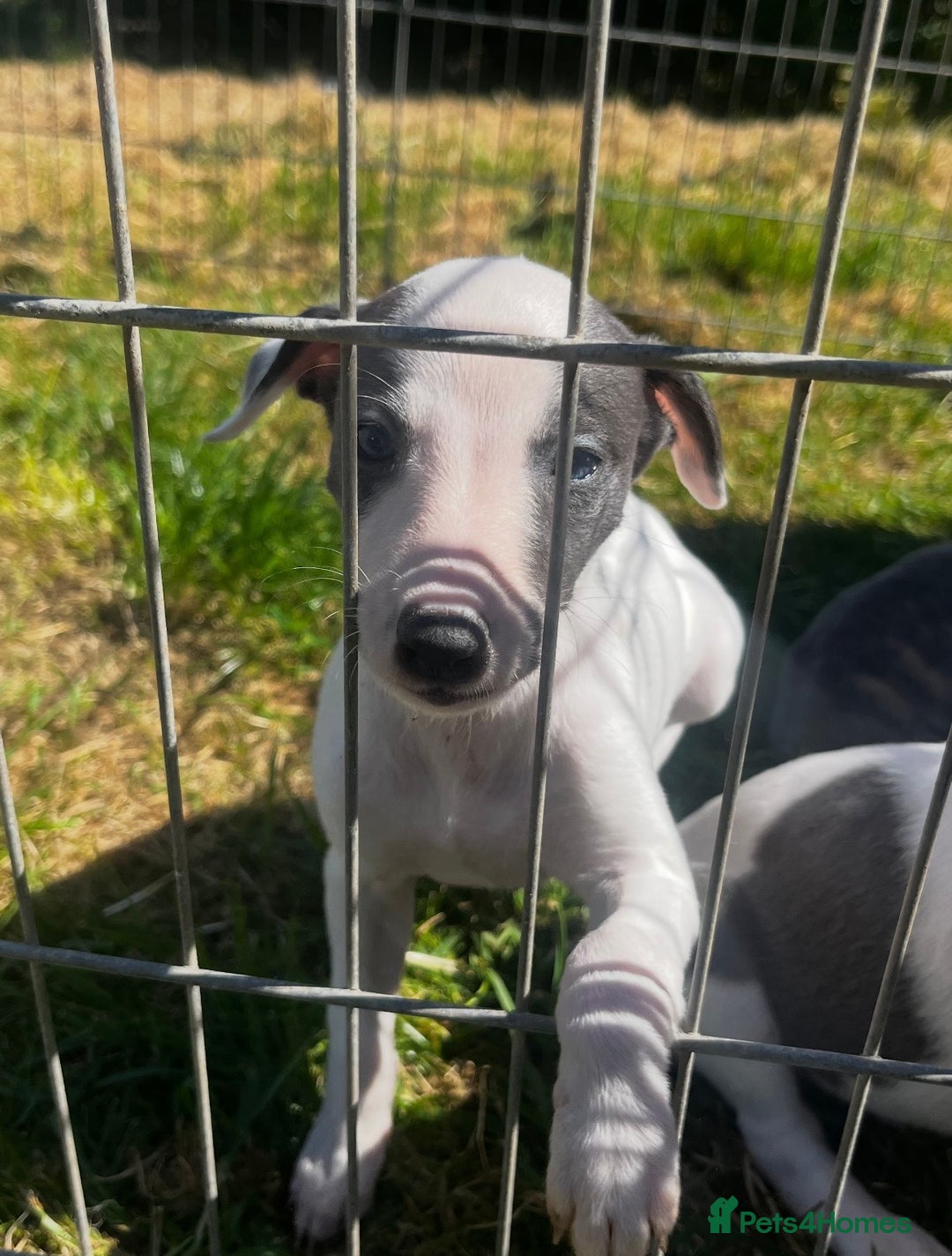 Whippet dogs for sale: Blue & White parti bitch puppy - Image 9