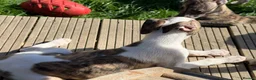 Whippet dogs for sale: Kennel Club Registered Whippet Pups Available  - Advert 4