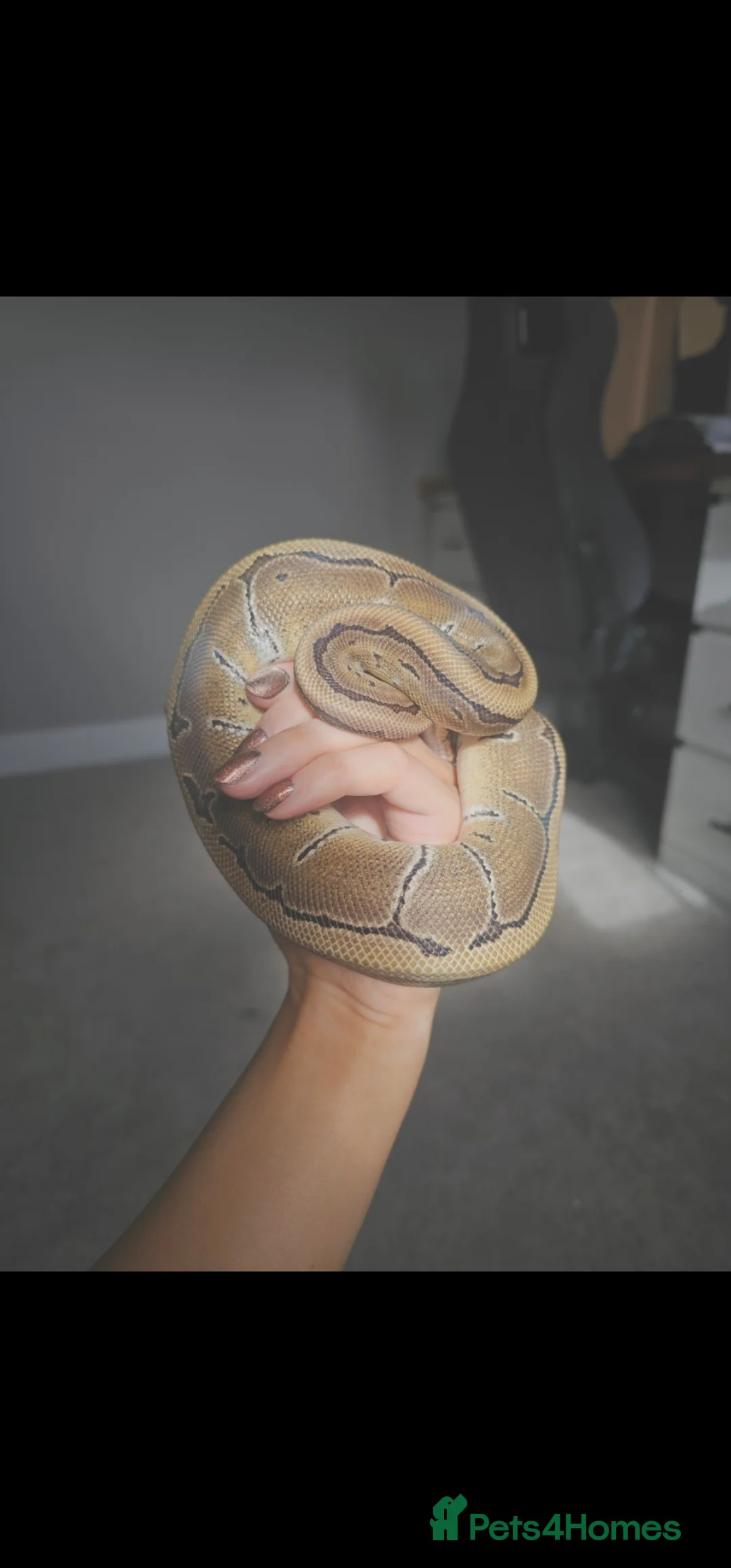 Python Snake reptiles for sale: Royal Python - Pinstripe  in Bedford - Advert 6