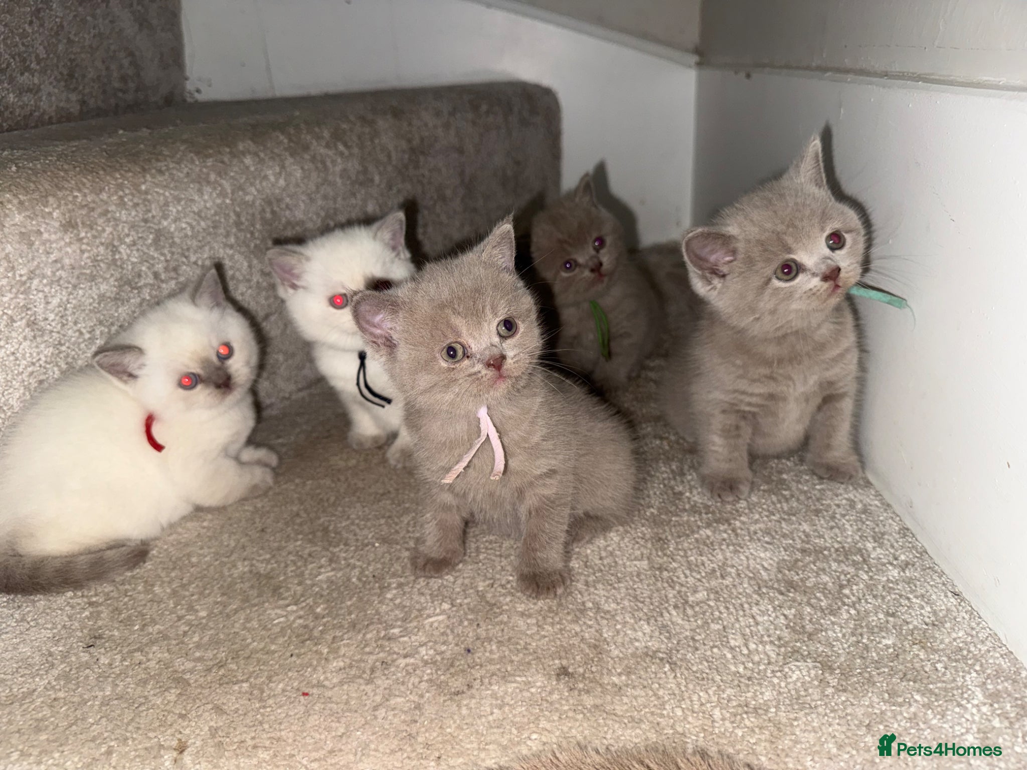 British Shorthair cats for sale: Stunning GCCF-Registered British Shorthair Kittens - Advert 15