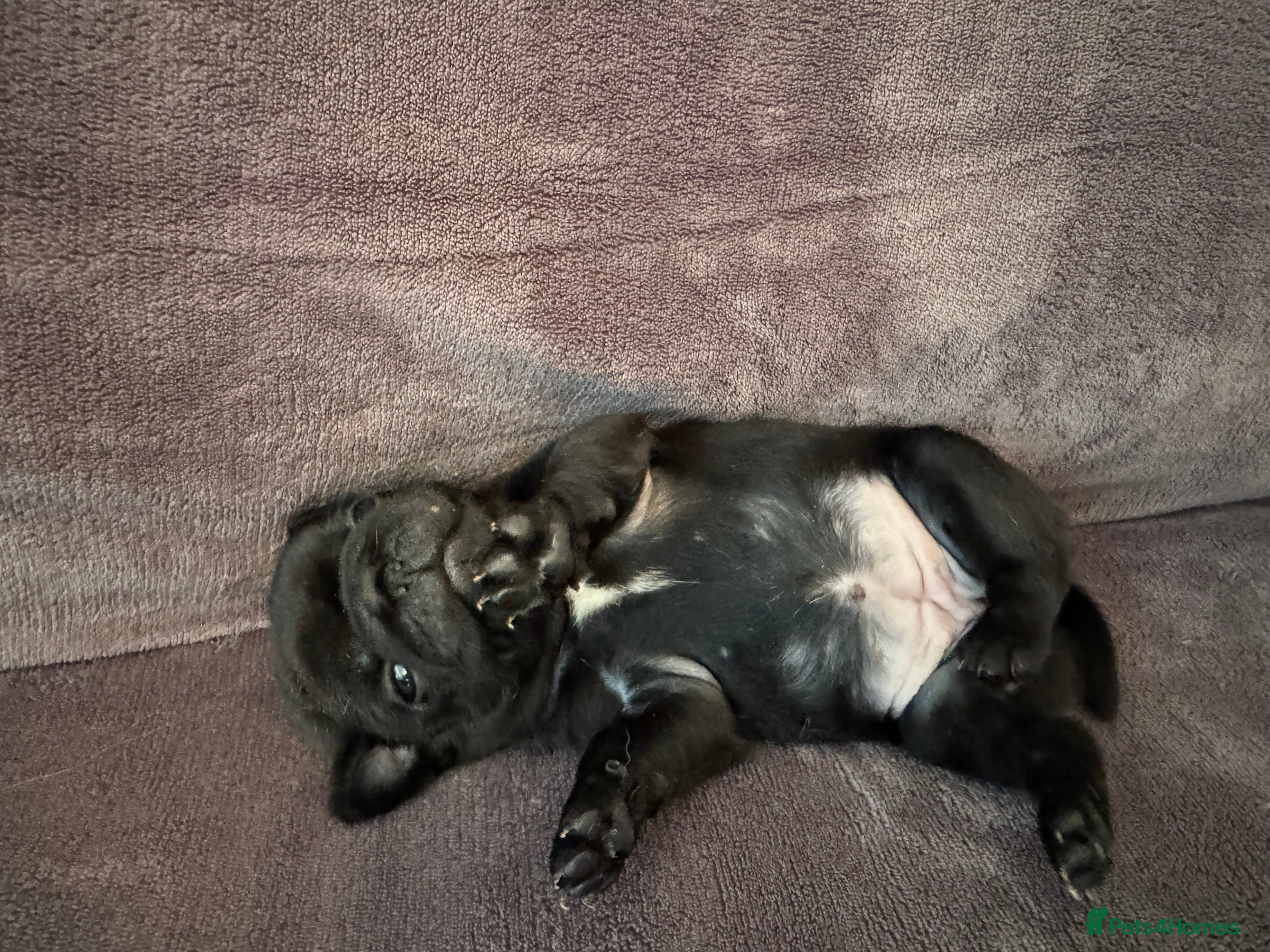 Pug dogs Beautiful Litter Of Pug Puppies LAST ONE - Advert 2