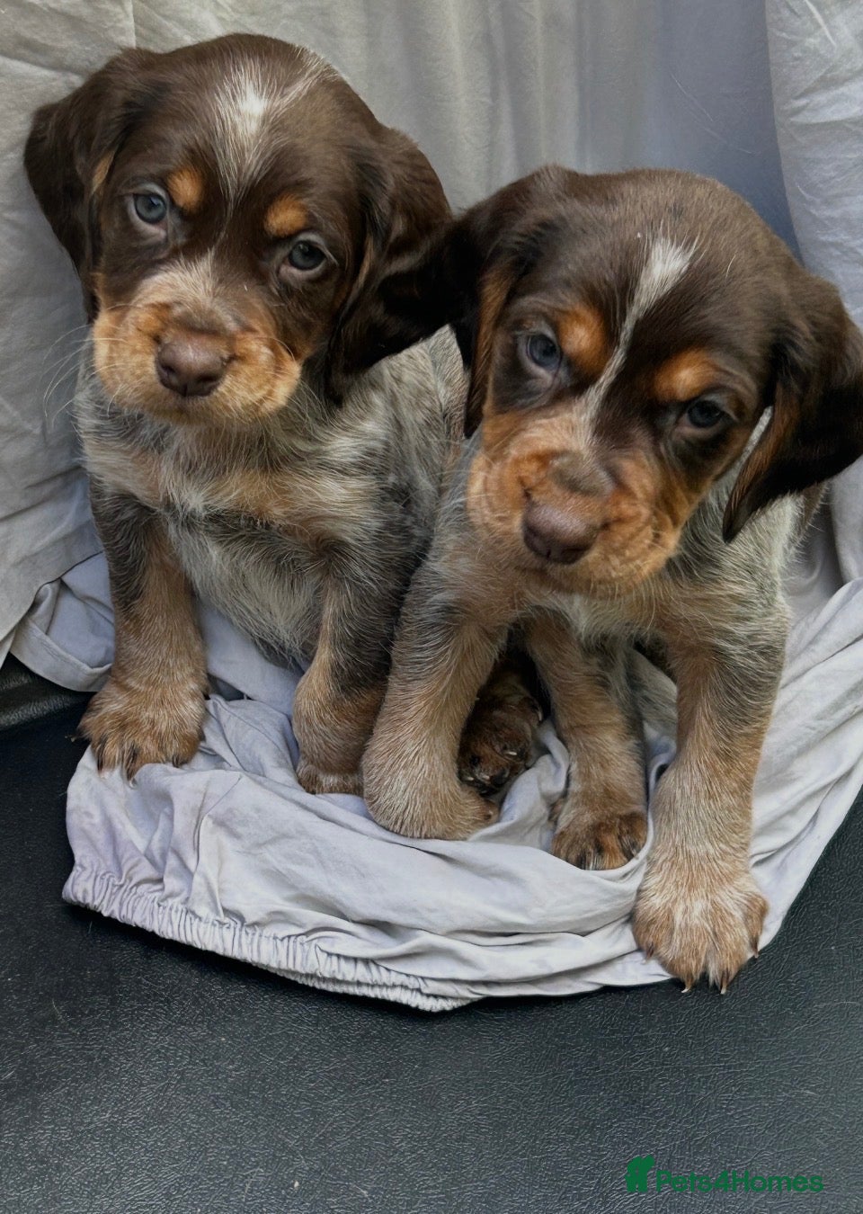 Cocker Spaniel dogs Cocker spaniel puppy’s  - Advert 7