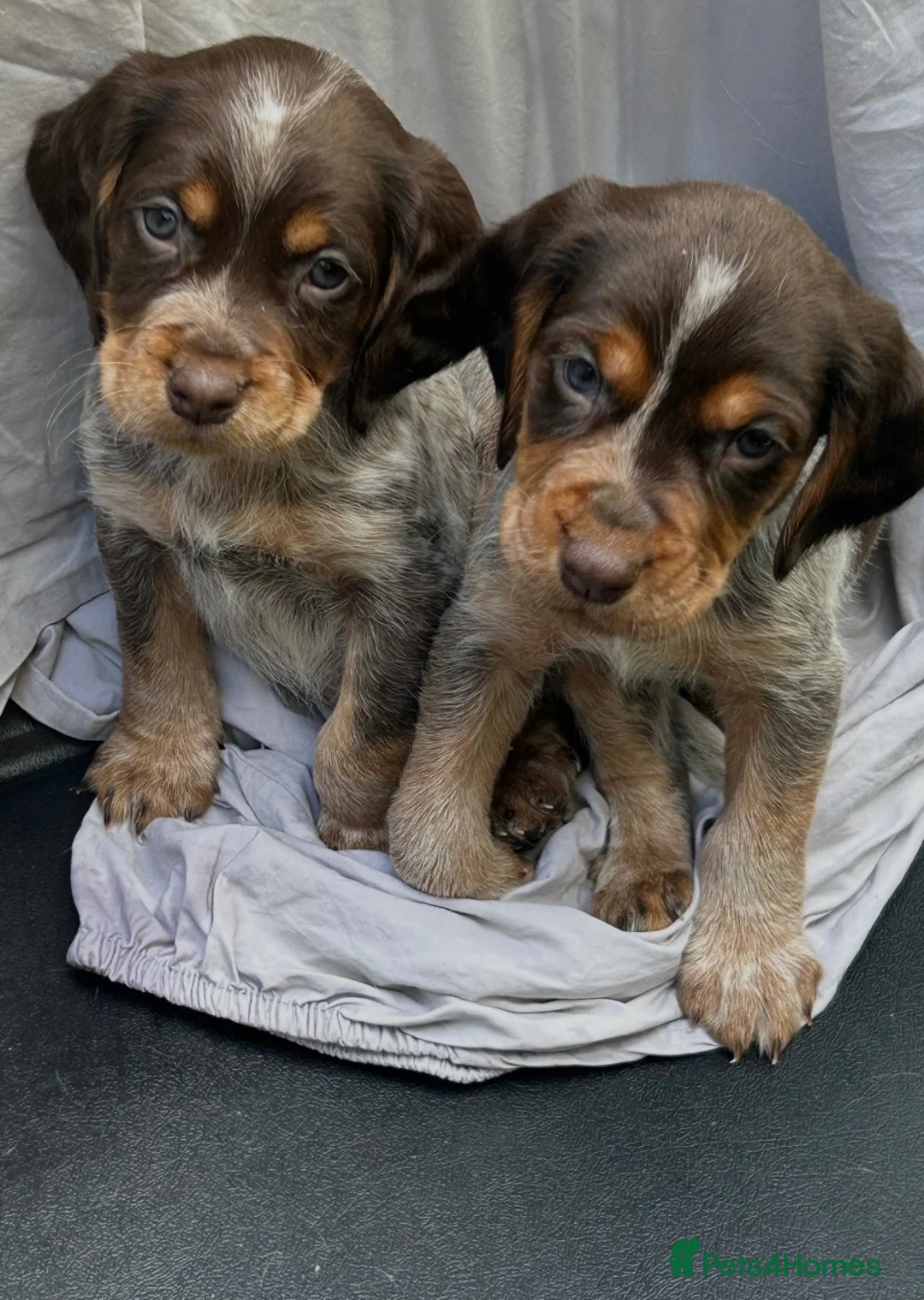 Cocker Spaniel dogs for sale: Cocker spaniel puppy’s  - Advert 2
