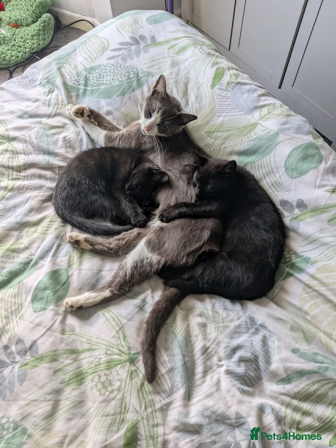 Mixed Breed cats for sale: Black kitten Ready to go  in Ormskirk - Advert 1