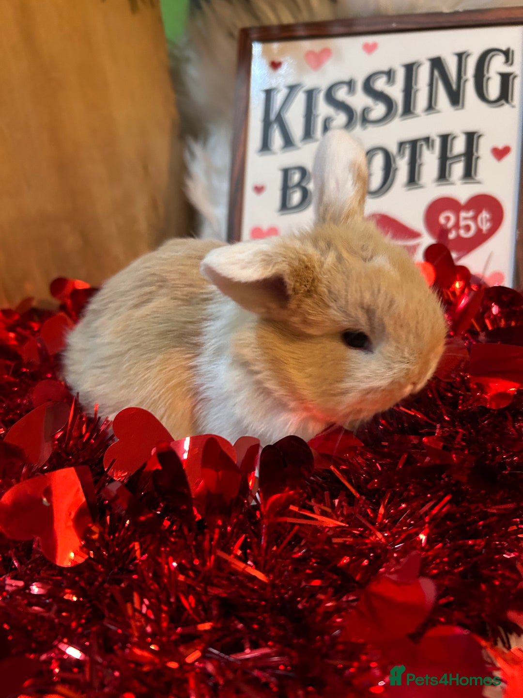 Mini Lop rabbits for sale: 🌼Mini lop Girls 🌼 - Advert 8