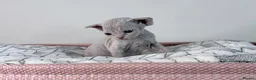 Devon Rex cats for sale: Beautiful blue boy and lilac girl!!!!! - Advert 13