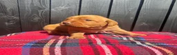 Labrador Retriever dogs for sale: 🧡 Fox Red KC working Labrador’s  in Thetford - Advert 4