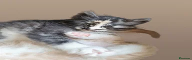 Maine Coon Kitten 5