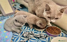 British Shorthair cats for sale: Two cuddly blue boys from loving family home - Image 25