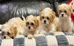 Cavachon dogs for sale: Cavachon puppies - Image 1