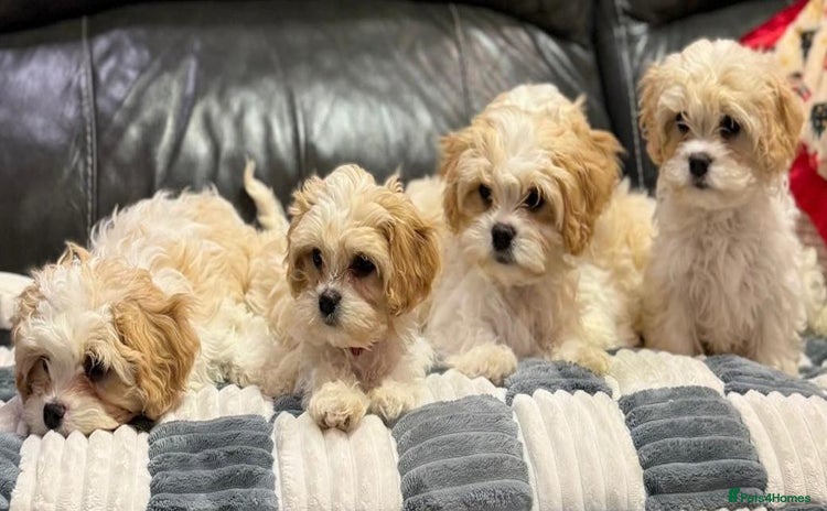 Cavachon dogs - Advert 2