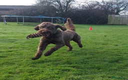 Sproodle dogs for stud: Sproodle For Stud - Image 4