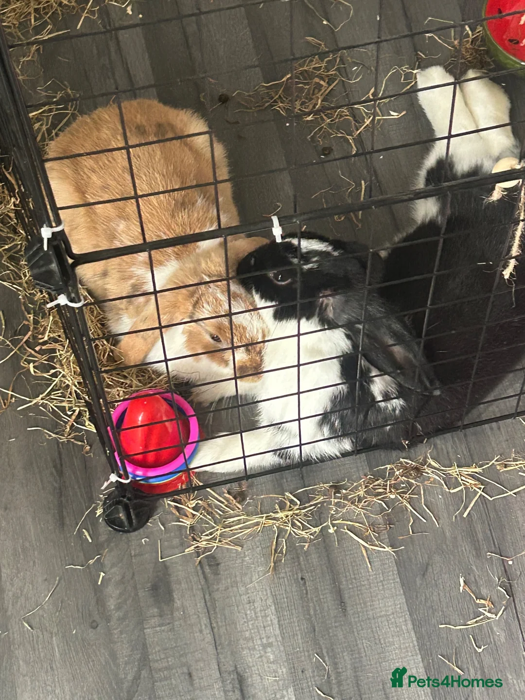Mini Lop rabbits for sale: Two female rabbits. Age 1 in Halstead - Advert 1