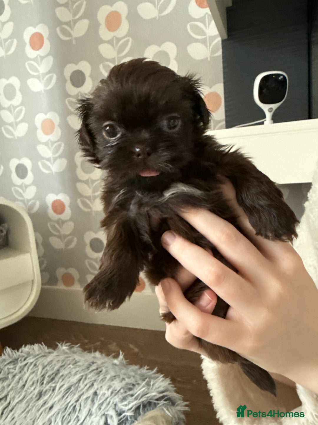 Shih Tzu dogs for sale: KC reg, 2 left! Potential blondes in Tamworth - Image 8