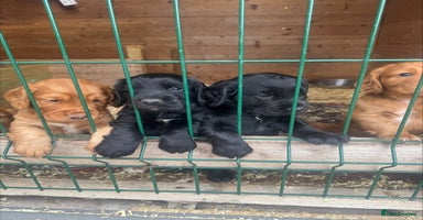Cocker Spaniel dogs - Advert 6