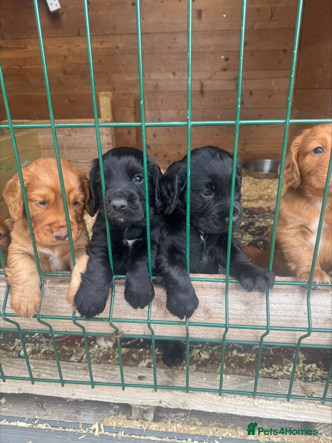 Cocker Spaniel dogs for sale: 2 male cocker spaniel pups for sale - Image 2
