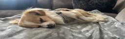 Mixed Breed dogs for sale: Cookie 🍪 in Wrexham - Advert 7