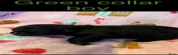 Labrador Retriever dogs for sale: Beautiful Labrador retrievers  - Advert 9