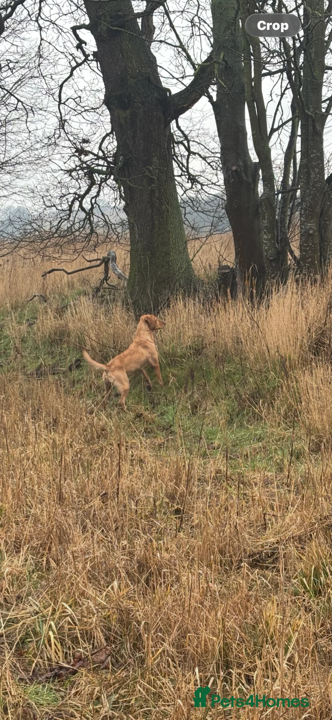 Labrador Retriever dogs for sale: Lab bitch - Advert 5